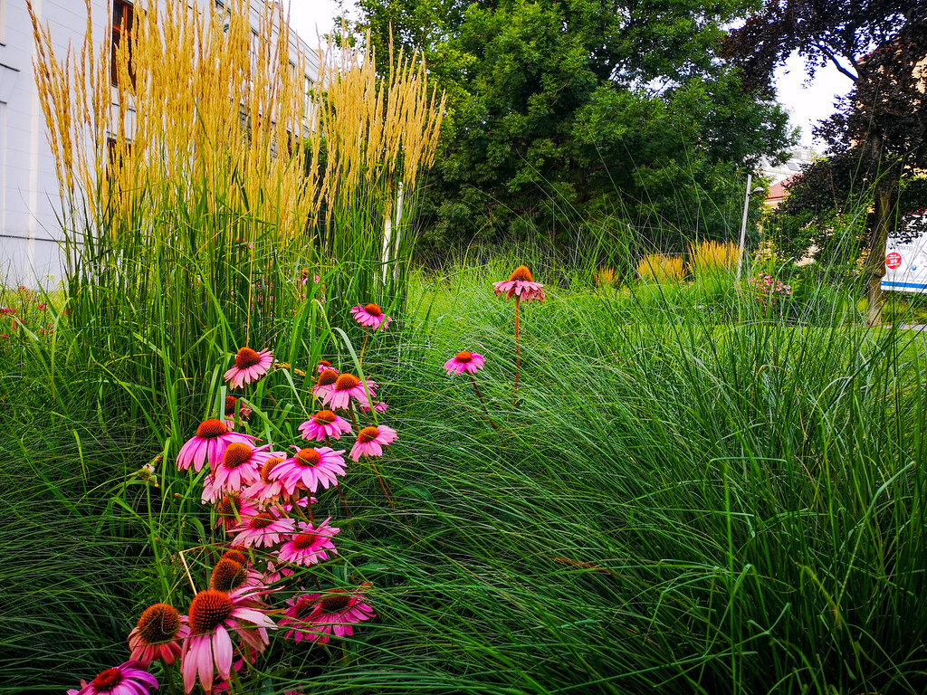 Coneflowers and the grasses.
