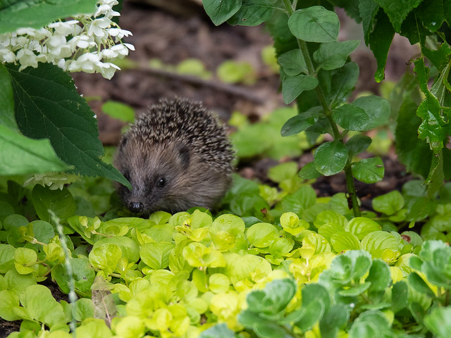In our garden, young hedgehog