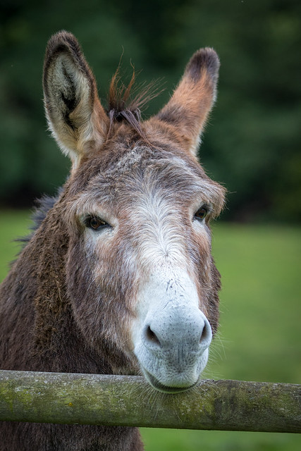 The Donkey with a fringe on top !