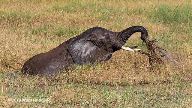 A Wet Elephant Pulls Up Grass And Water From The Silale Swamp