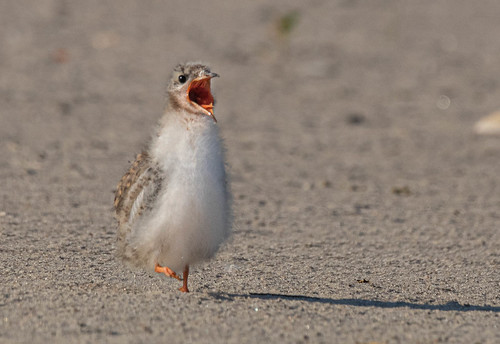 nickersonbeachparklongislandny towncrier crier tern commontern chick chicks seabird wildlife wildlifephotography wildlifephotographer tamron tamronsp150600mmf563divcusdg2a022 tamronlens ornithology ocean photography photographingnature photoshop photographingbirds photographingwildlife photographer lightroom adobelightroom adobe adobephotoshop avian surf sunrise sand shorebirds shorebird dslr digitalphotography digitalcamera digitaldslr canon canon80d canoneos80d canoncamera cornelllabsofornithology cornell birdwatcher bird birdlover birds birder birding beach birdwatching birdwatchers ngc nature naturephotography naturephotographer nationalgeographic newyork longislandny