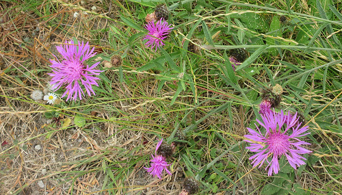 another knapweed