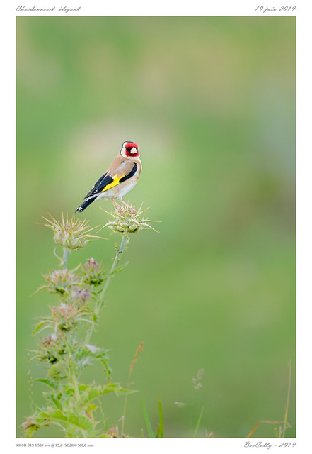 Le chardonneret | European Goldfinch