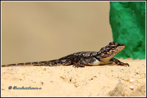 penininsularrockagama rockagama agama reptiles nature india tamilnadu yelagiri hills canoneos6dmarkii tamronsp150600mmg2