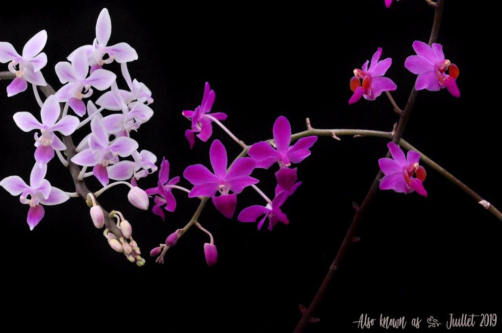 Phalaenopsis Purple Gem et ses parents 48330079196_e8f093a7a0_b