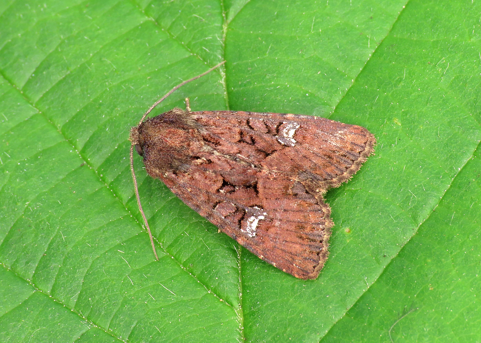 73.170 Lesser Common Rustic - Mesapamea didyma