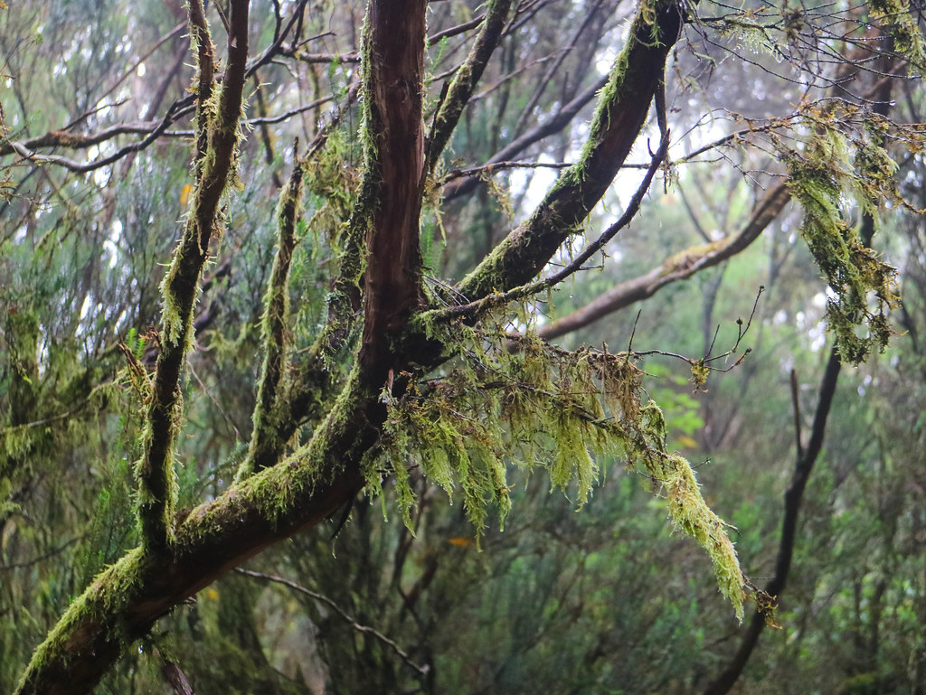 El bosque de laurisilva en Canarias