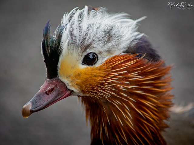 🇬🇧 Juvenile mandarin duck portrait