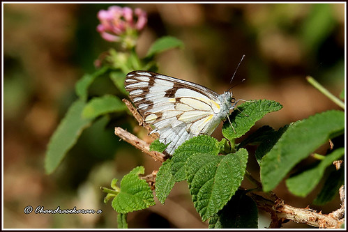 pioneer butterfly insects india chennai nature canoneos6dmarkii tamronsp150600mmg2