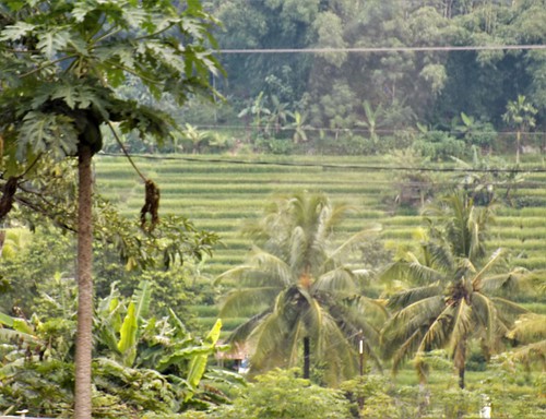 asia asean seasia indonesia indonesian java javanese westjava tree rice terrace field farm 2019 color colour jawabarat decade2010 canadagood