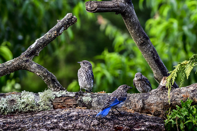 Bluebirds on the Tennessee's Cumberland Plateau wondering where their parents went.