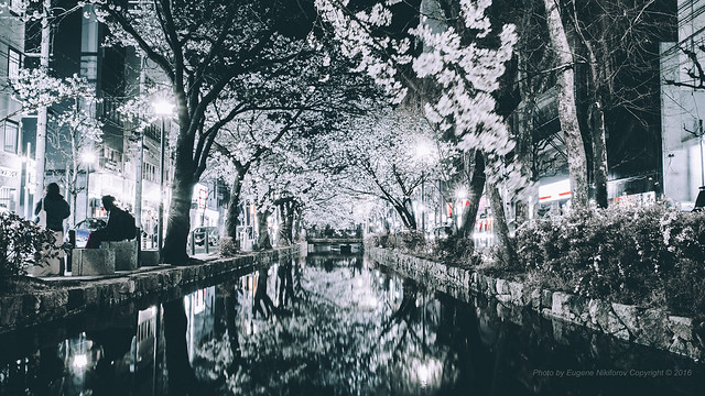 Nightscapes, Sakura, Kyoto