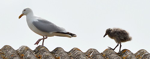 ~passionforbirds~ supersix babiesbeingfed mumandbabies rooftops herringgulls borntofly seagulls wildbirds rainbowofnature