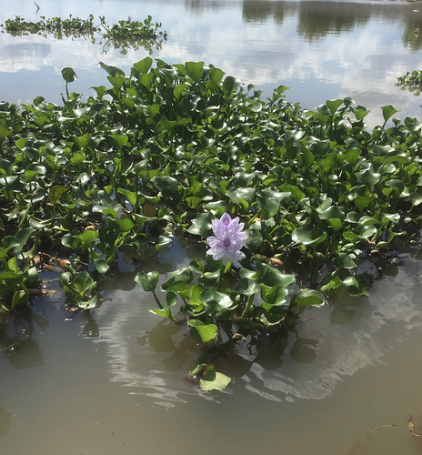 Water Hyacinth