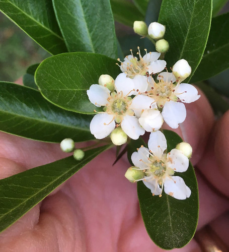 Pyracantha