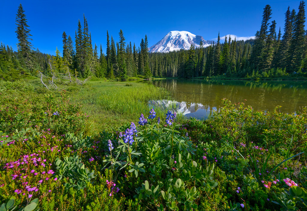 Summer wildflowers at Reflection Lake on Stevens Canyon Ro… | Flickr