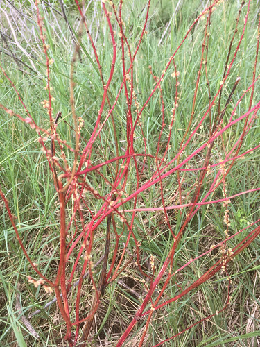 Sheep Sorrel