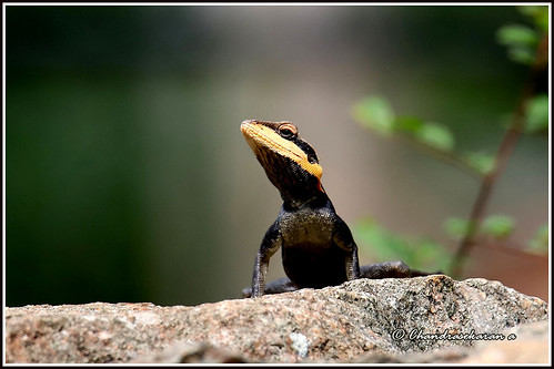 peninsular rockagama agama reptiles nature india tamilnadu canoneos6dmarkii tamronsp150600mmg2 yelagiri hills