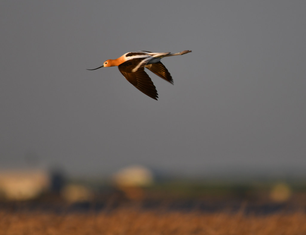 American Avocet ?????