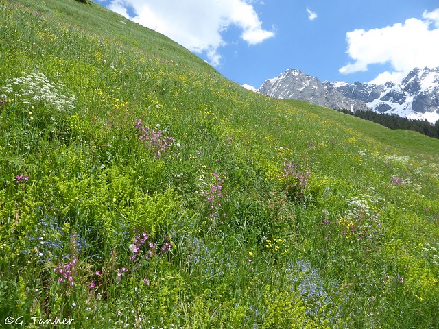 Bergblumen Südtirol