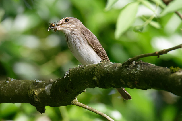 Dundalk Spotted Flycatcher with catch