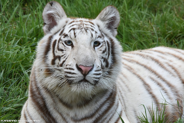 Bengal white tigress - Pakawipark