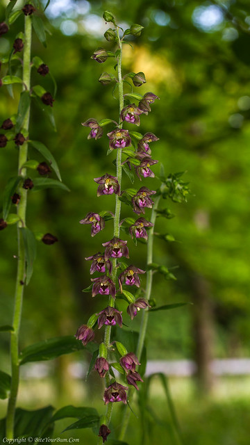 Broad-leaved Helleborine Orchid (Epipactis helleborine)