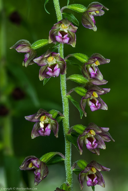 Broad-leaved Helleborine Orchid (Epipactis helleborine)