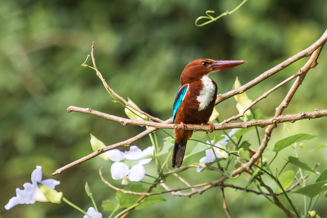 Kingfisher - Nepal Chitwan National Park