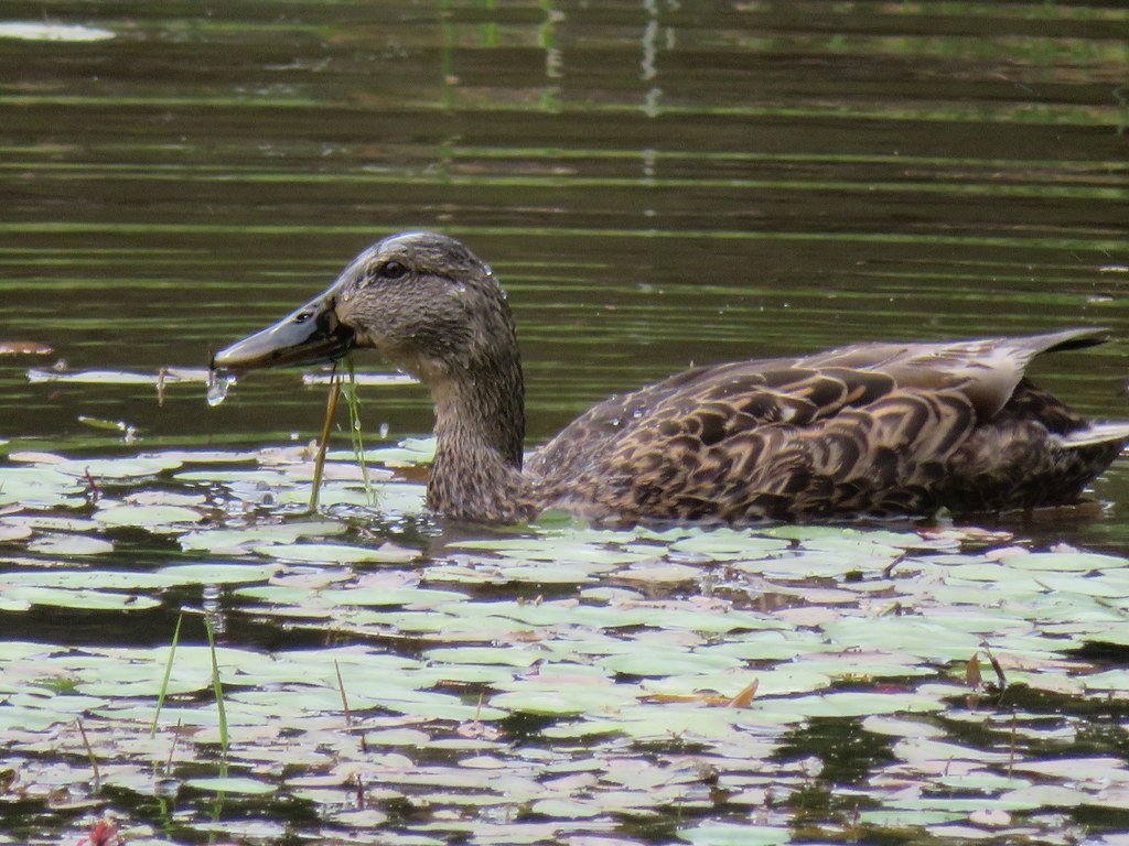 Ducks at the Marsh.