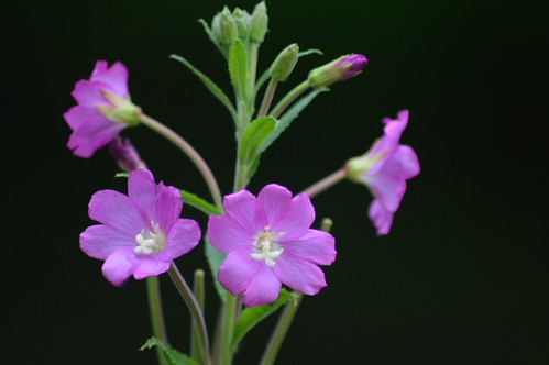 Wild flowers | by jonathan_horne