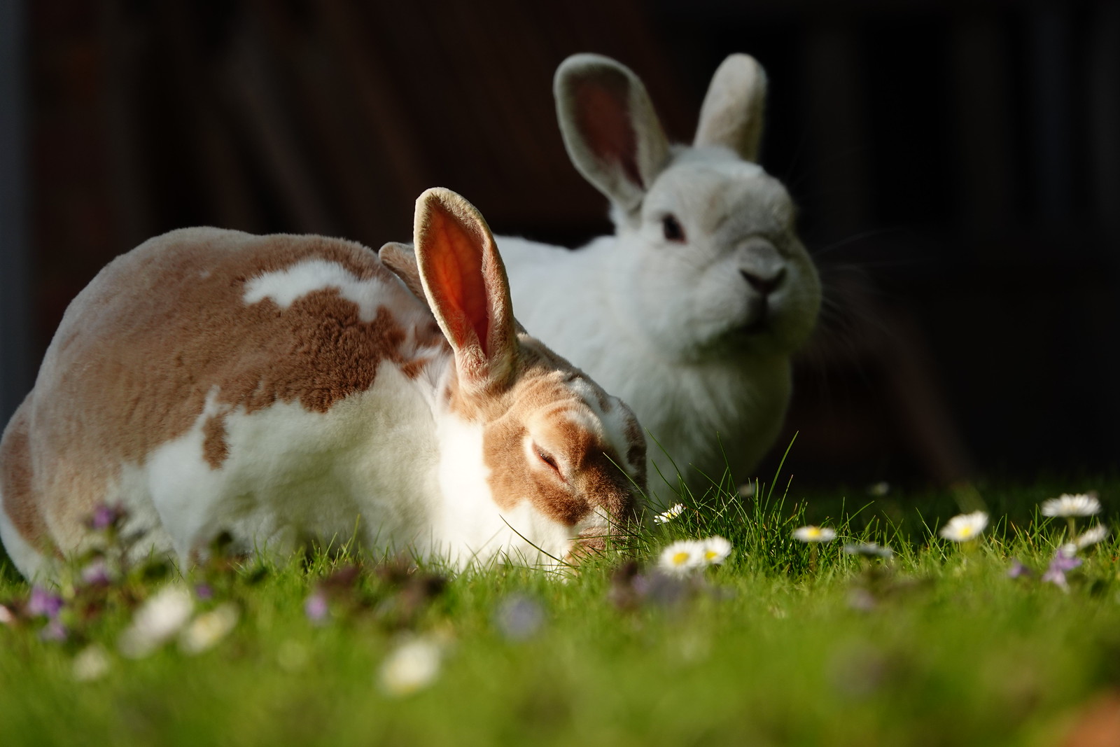 Flickr Rabbit Farm rabbits | Flickr