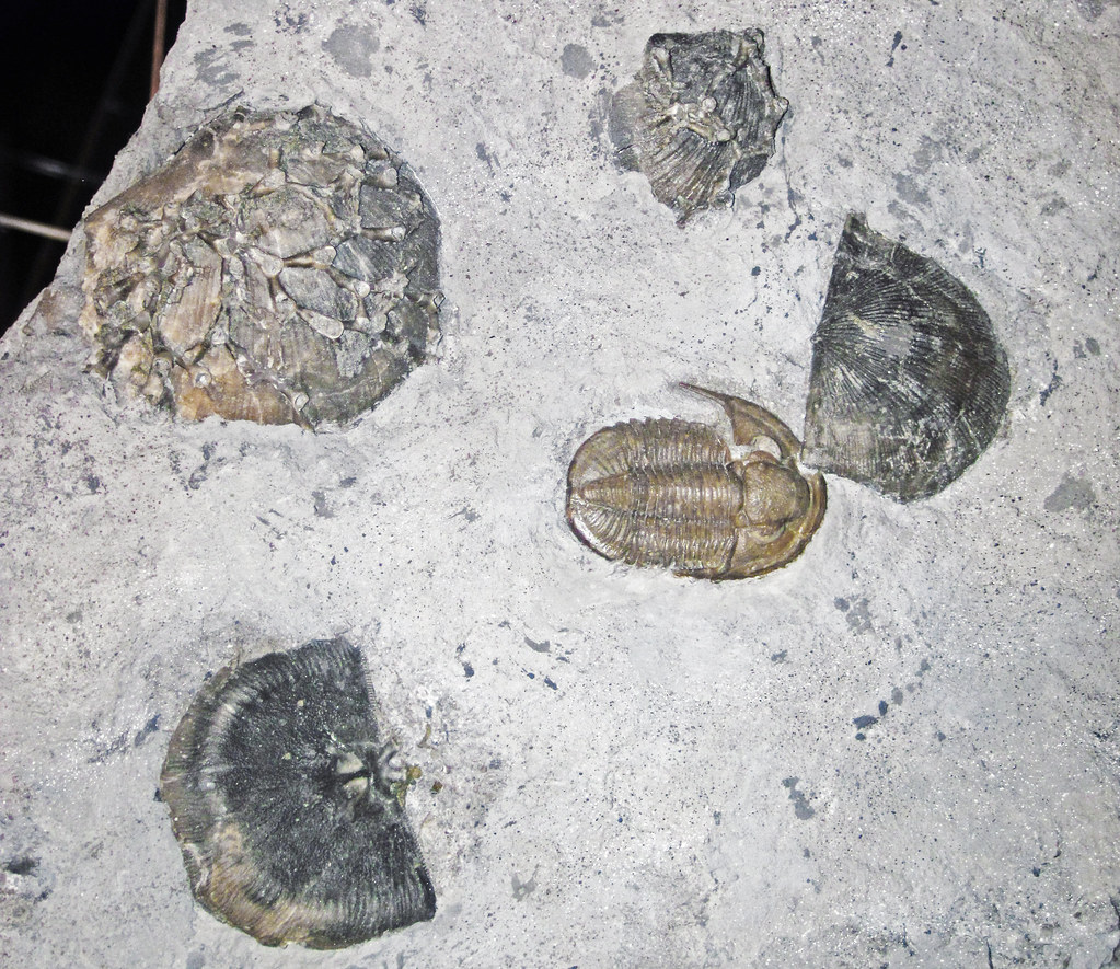 Green rowi Proetus trilobite fossil NY B grade Basidechenella USA 