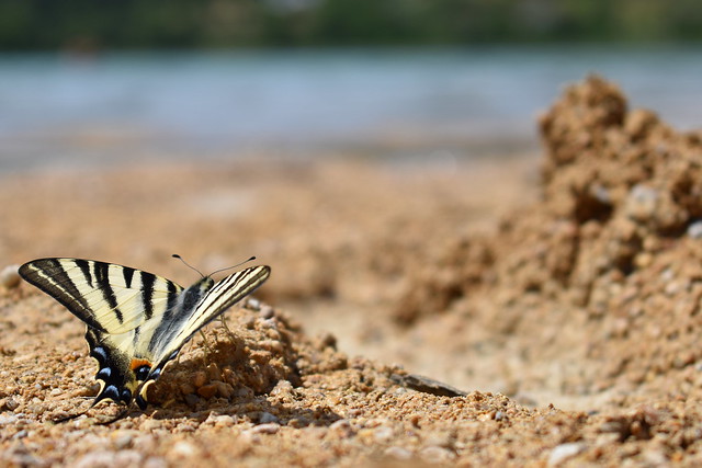 papillon plage3