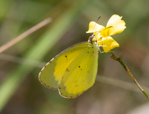 Little Yellow