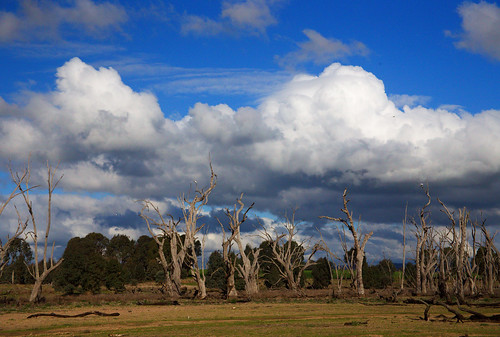 trees swamp nature landscape landforms heritage forestry fire farming benalla victoria australia