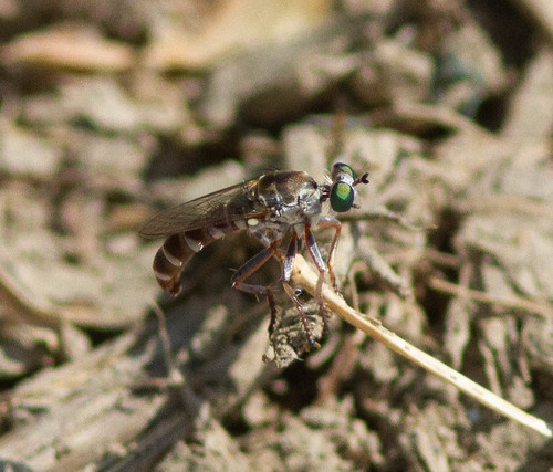 Tiny Robber