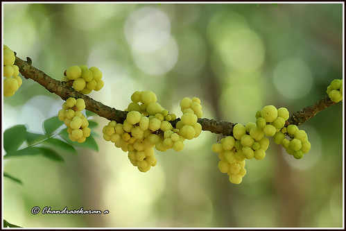 gooseberry fruits trees india nature tamilnadu yelagiri hills canoneos6dmarkii tamronsp150600mmg2