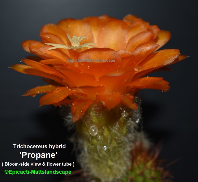 Trichocereus hybrid 'Propane' ( Bloom pic #2 side view )