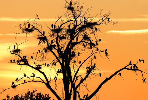canon sunset héron tree arbre soleil 80d sigma