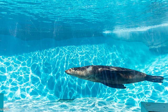 Swimming Sea lion