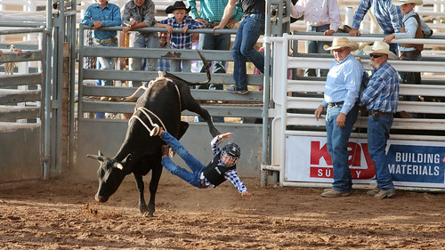 junior steerriding snowflakepioneerdaysrodeo rodeo taylorrodeogrounds youngster
