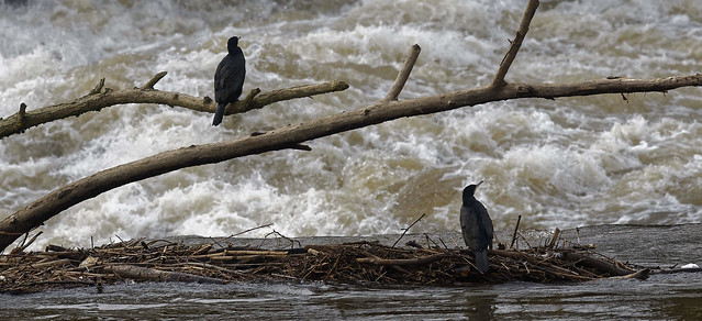 Grands cormorans aux Grosses Battes à Angleur