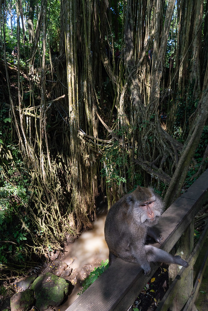 At the Sacred Monkey Forest Sanctuary