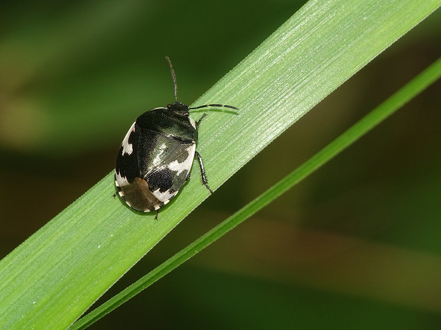 Pied Shieldbug (Tritomegas bicolor)