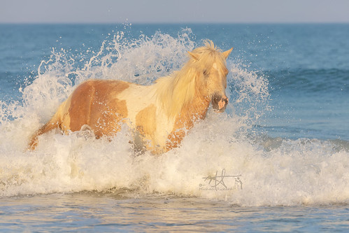 ninka assateague assateagueisland seashore beach ocean surf water blue sunset summer sand maryland wildhorses horses