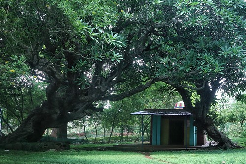 temple nature tree yelagiri park