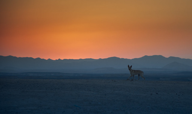 wild sunset on the desert