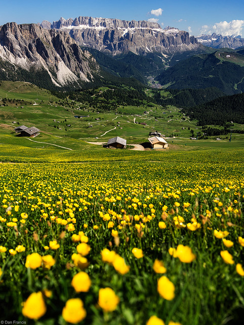 The flowers of Val Gardena