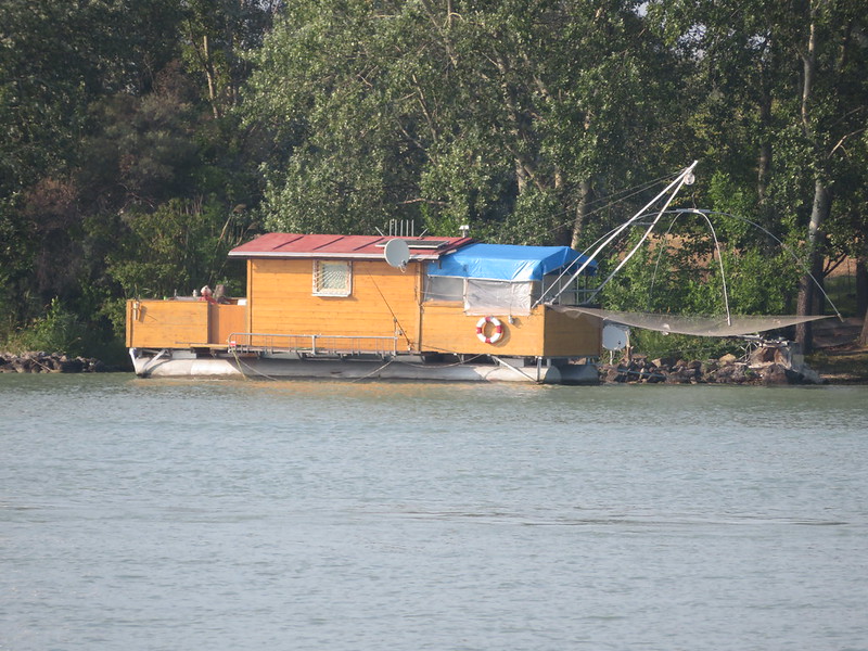 Daubenfischer auf der Donauinsel